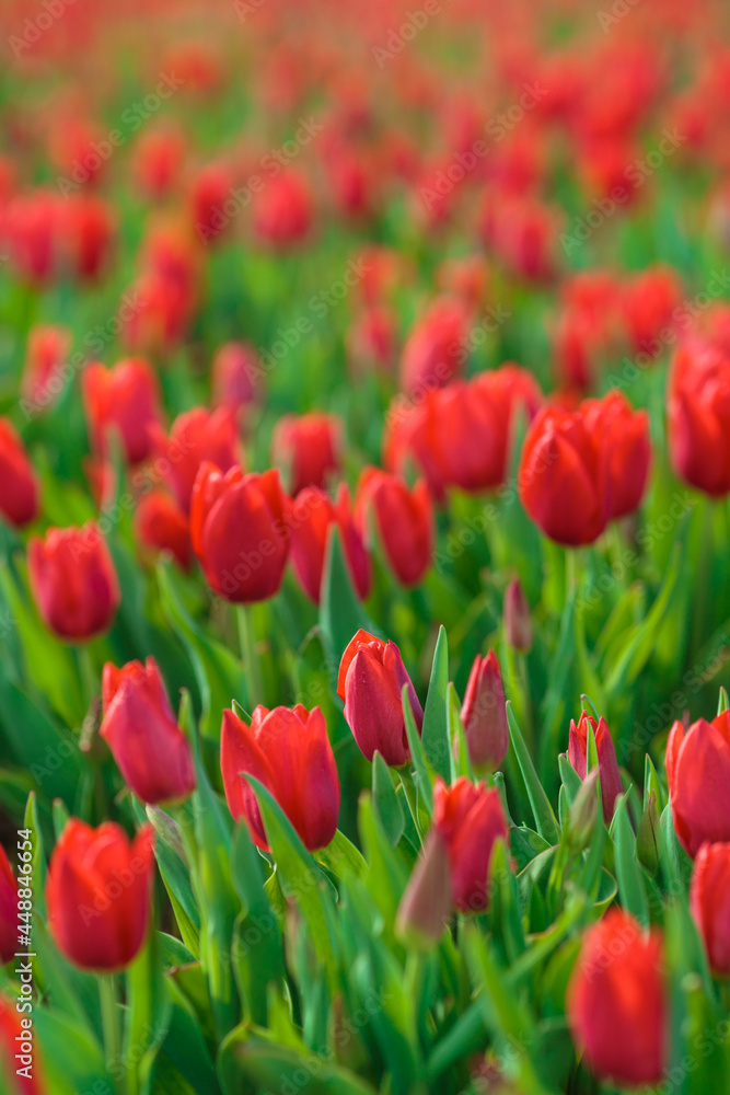 Spring background with red tulips flowers. beautiful blossom tulips field. spring time. banner, copy space