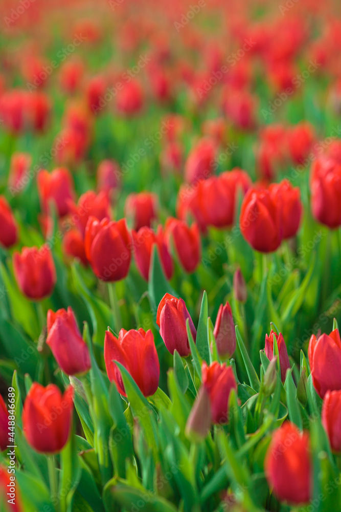 Spring background with red tulips flowers. beautiful blossom tulips field. spring time. banner, copy space