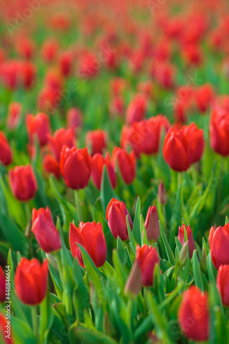 Obraz na płótnie Spring background with red tulips flowers. beautiful blossom tulips field. spring time. banner, copy space w salonie