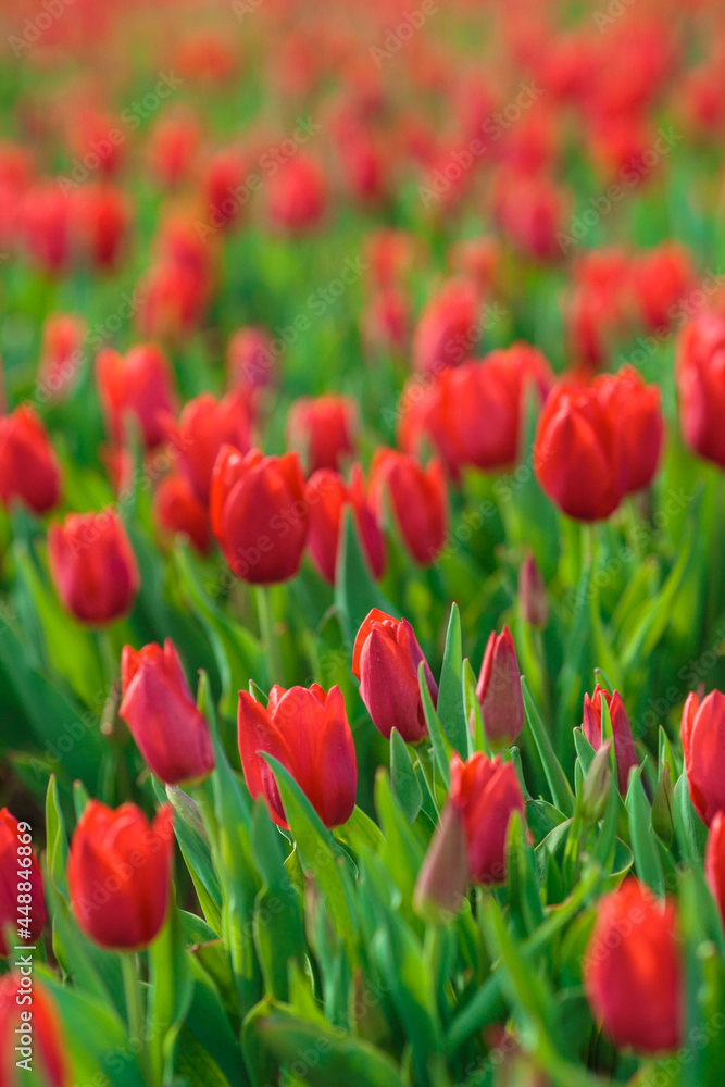 Spring background with red tulips flowers. beautiful blossom tulips field. spring time. banner, copy space