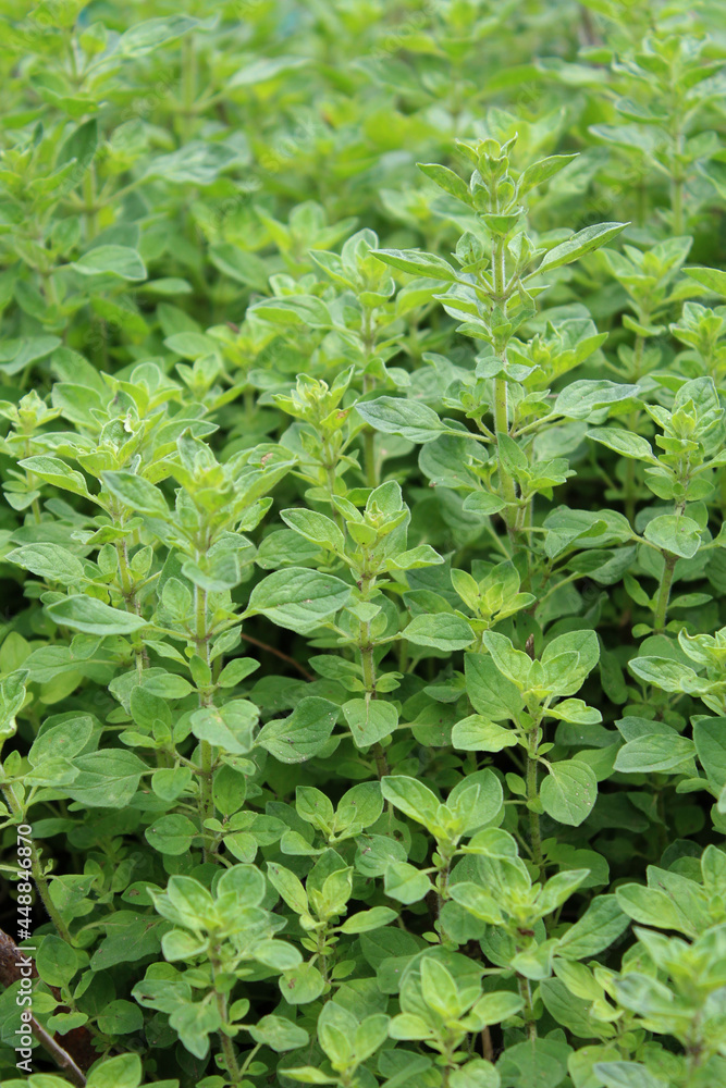 Close up of green oregano leaves Close up of green oregano leaves
