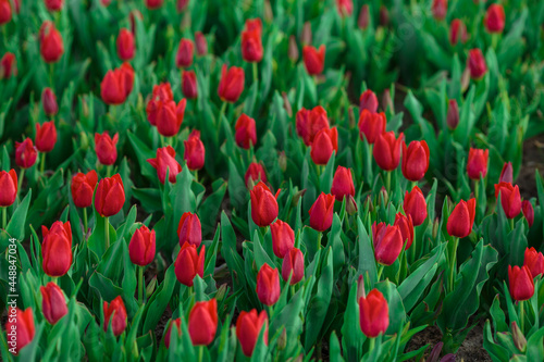 Obraz na płótnie Spring background with red tulips flowers. beautiful blossom tulips field. spring time. banner, copy space w salonie
