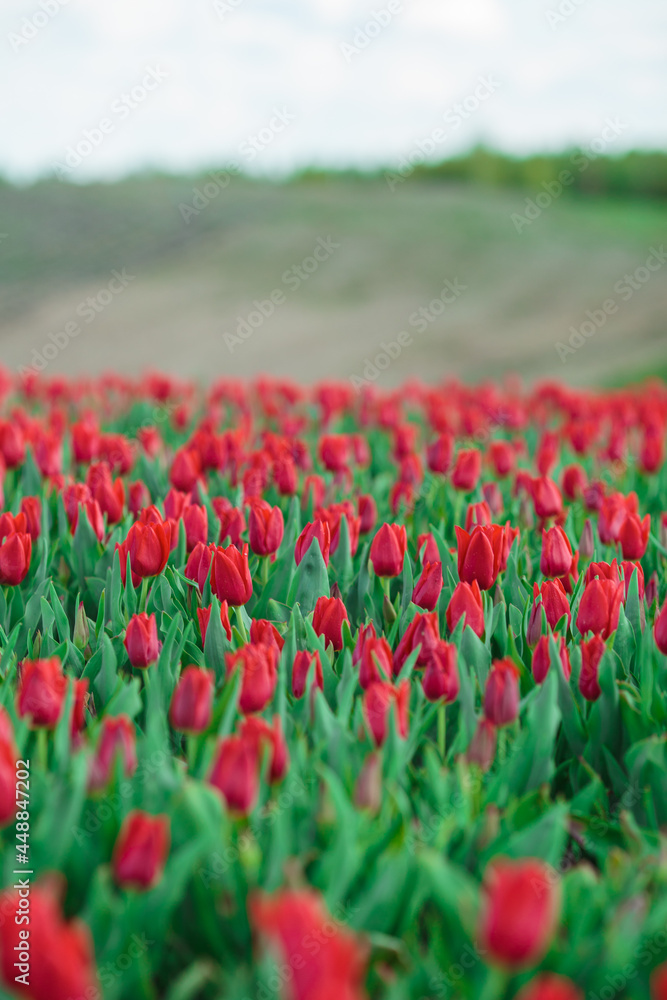 Spring background with red tulips flowers. beautiful blossom tulips field. spring time. banner, copy space