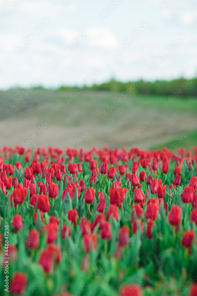 Spring background with red tulips flowers. beautiful blossom tulips field. spring time. banner, copy space