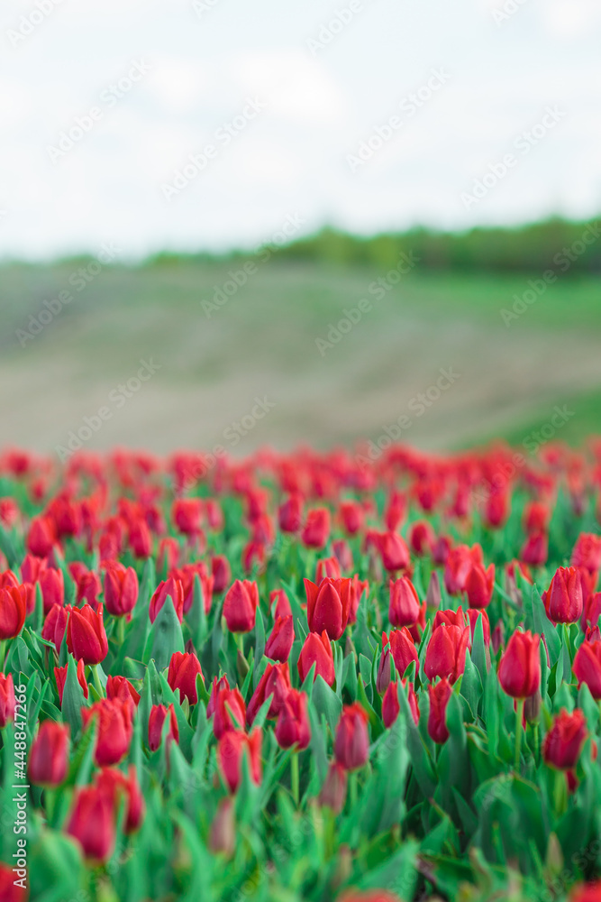 Spring background with red tulips flowers. beautiful blossom tulips field. spring time. banner, copy space