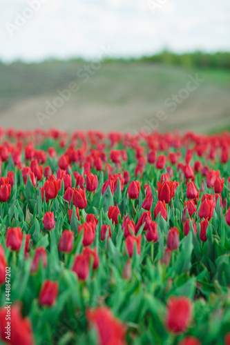 Obraz na płótnie Spring background with red tulips flowers. beautiful blossom tulips field. spring time. banner, copy space w salonie
