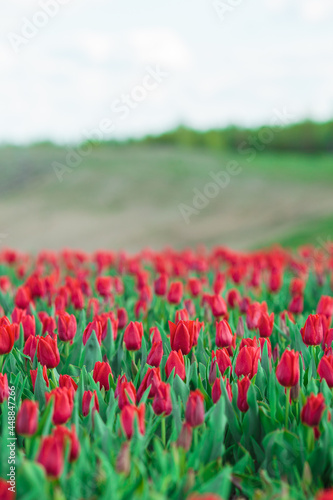 Spring background with red tulips flowers. beautiful blossom tulips field. spring time. banner, copy space
