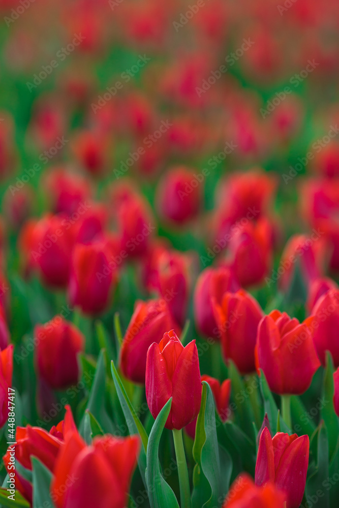 Spring background with red tulips flowers. beautiful blossom tulips field. spring time. banner, copy space
