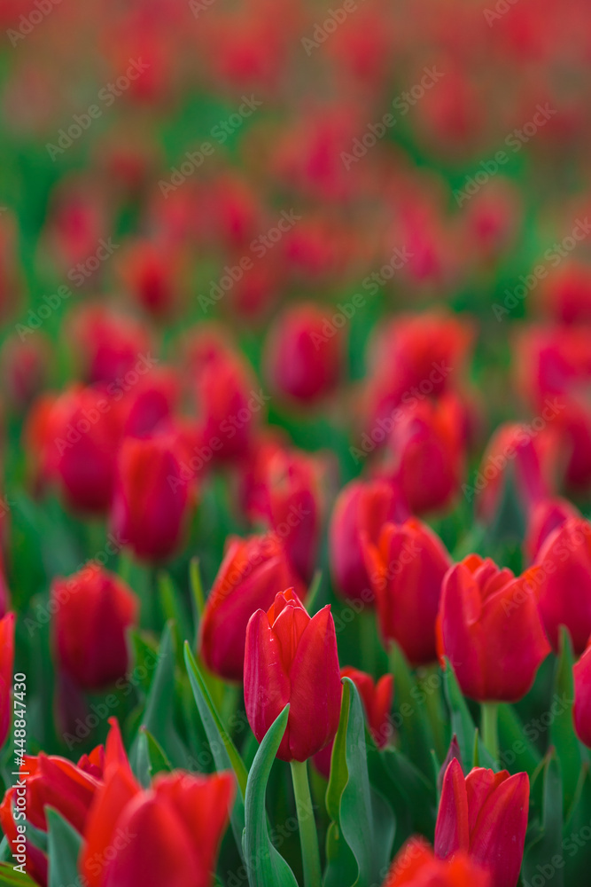 Spring background with red tulips flowers. beautiful blossom tulips field. spring time. banner, copy space