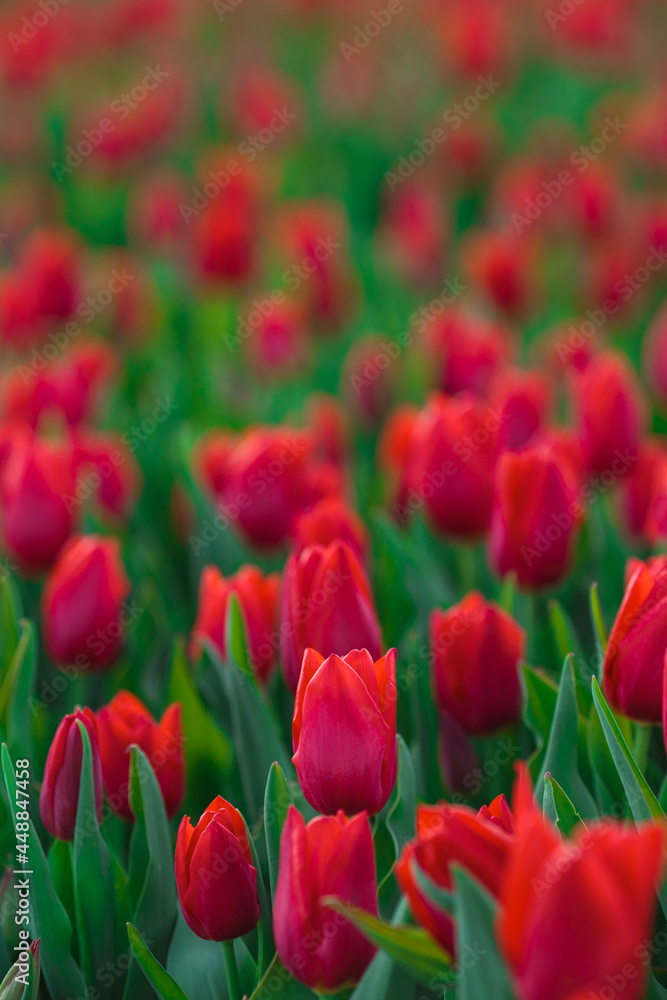 Spring background with red tulips flowers. beautiful blossom tulips field. spring time. banner, copy space