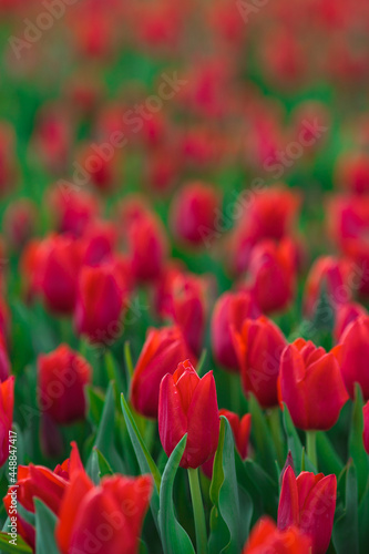 Obraz na płótnie Spring background with red tulips flowers. beautiful blossom tulips field. spring time. banner, copy space w salonie