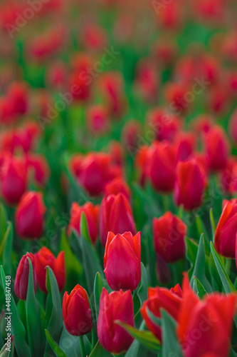 Obraz na płótnie Spring background with red tulips flowers. beautiful blossom tulips field. spring time. banner, copy space w salonie