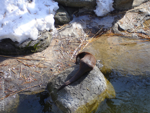 Sea otter on a winter day. Wild animal