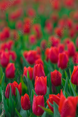 Obraz na płótnie Spring background with red tulips flowers. beautiful blossom tulips field. spring time. banner, copy space w salonie