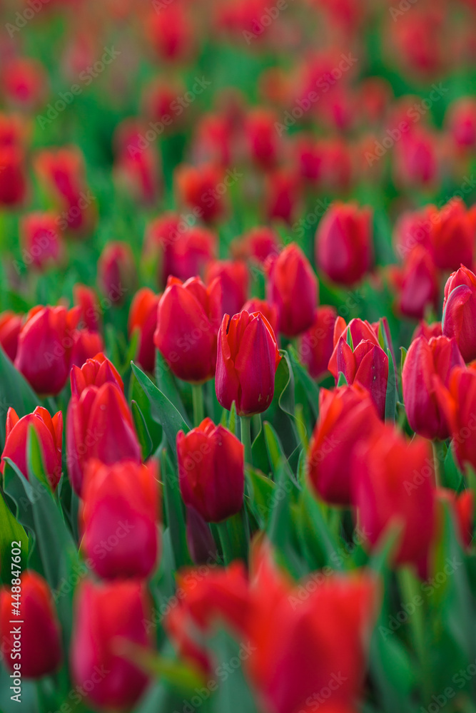Spring background with red tulips flowers. beautiful blossom tulips field. spring time. banner, copy space