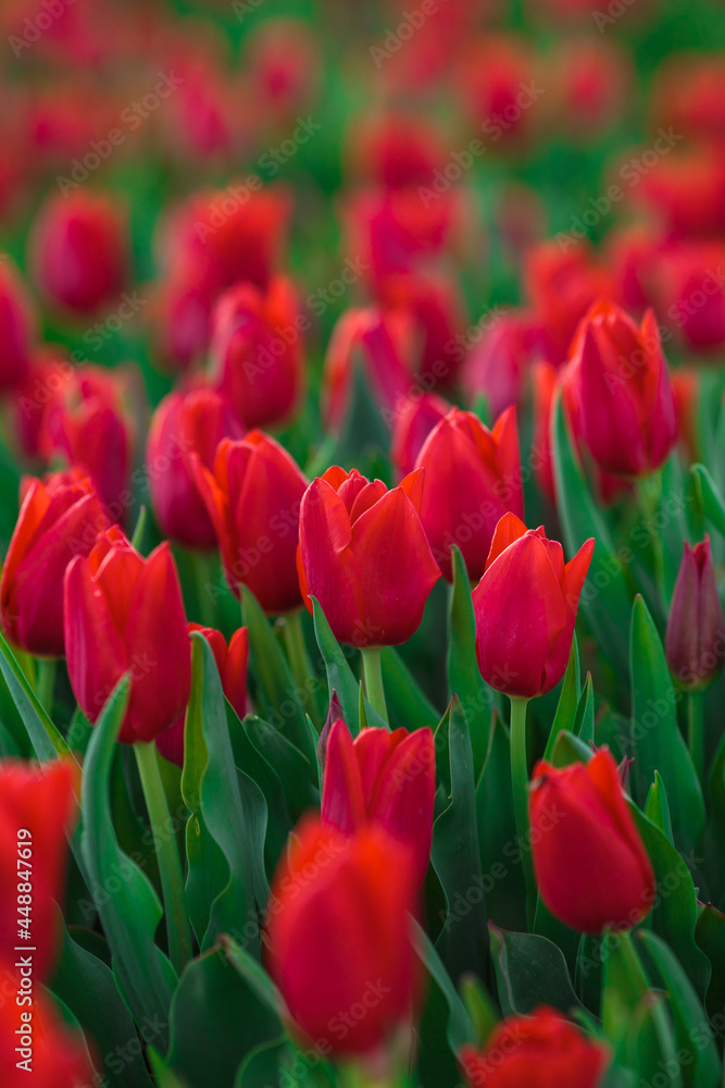 Spring background with red tulips flowers. beautiful blossom tulips field. spring time. banner, copy space