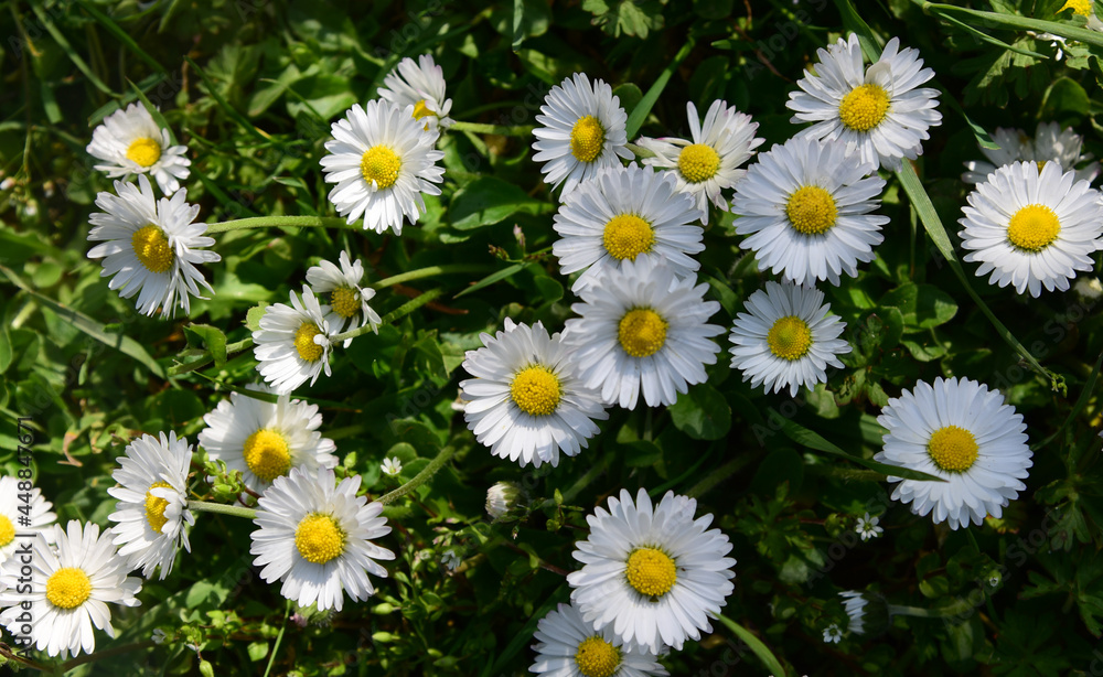 the pattern of daisy petals in a grass field the pattern of daisy petals in a grass field