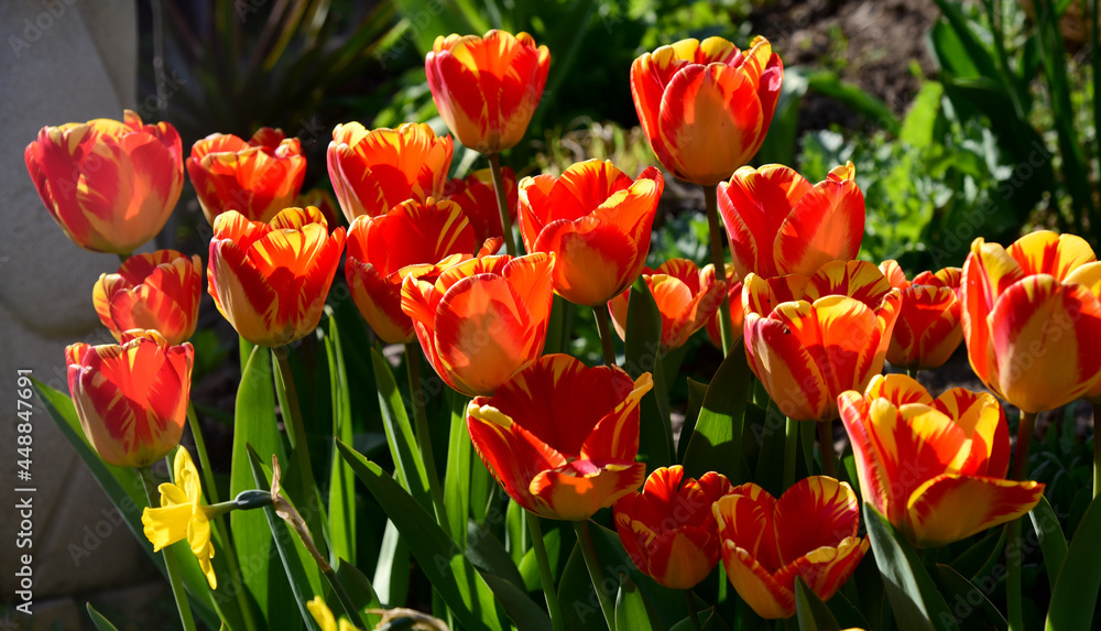 red and yellow blossoms of spring tulips on a sunny day in the garden red and yellow blossoms of spring tulips on a sunny day in the garden