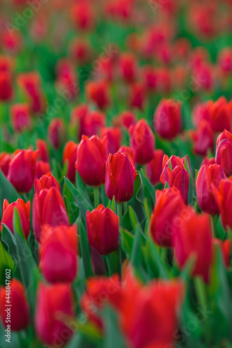 Obraz na płótnie Spring background with red tulips flowers. beautiful blossom tulips field. spring time. banner, copy space w salonie