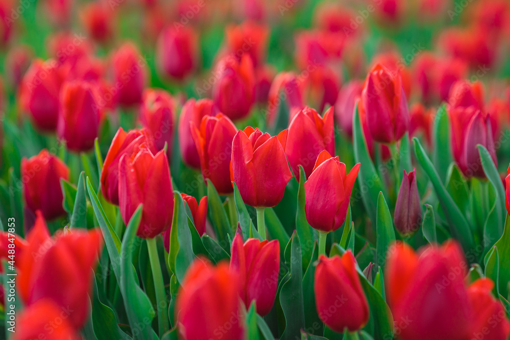 Spring background with red tulips flowers. beautiful blossom tulips field. spring time. banner, copy space