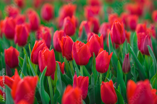 Spring background with red tulips flowers. beautiful blossom tulips field. spring time. banner  copy space