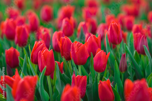 Obraz na płótnie Spring background with red tulips flowers. beautiful blossom tulips field. spring time. banner, copy space w salonie
