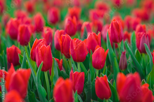 Obraz na płótnie Spring background with red tulips flowers. beautiful blossom tulips field. spring time. banner, copy space w salonie