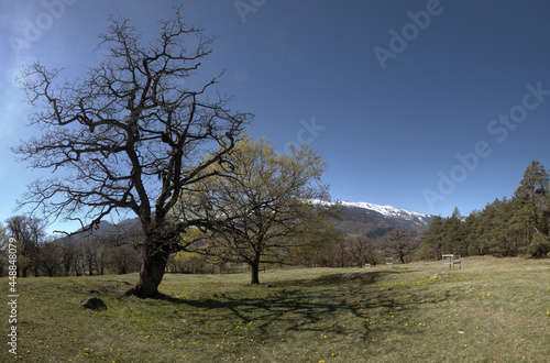 Spring oak tree in meadows near Maienfeld, Switzerland