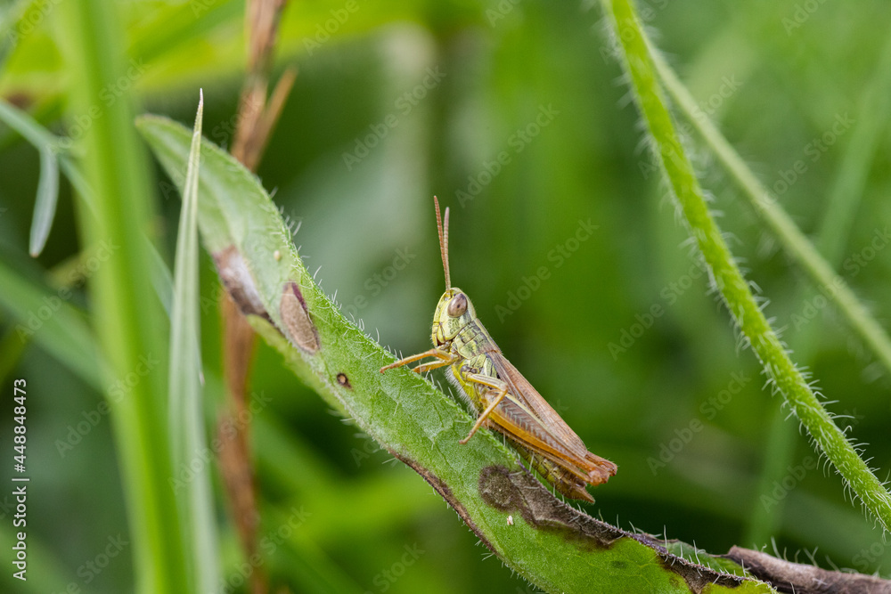 Grasshopper on a leaf Grasshopper on a leaf