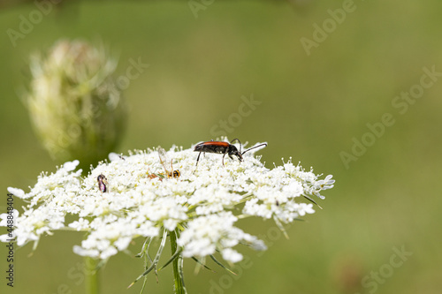 Red insect on a white flower