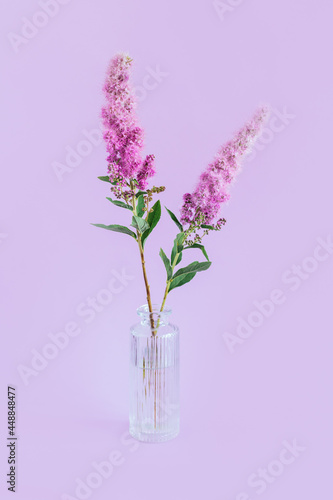 Tender pink  flowers in a glass vase on violet pastel background. Minimal concept.