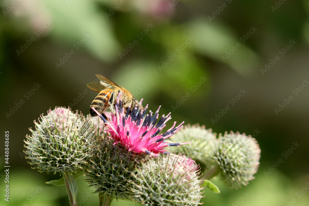 Fototapeta premium A flying honey bee collects pollen from a pink flower. A bee flying over a pink flower on a blue background