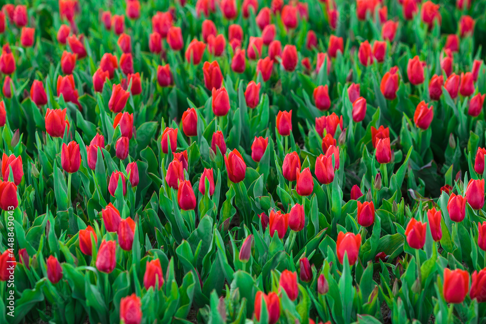 Spring background with red tulips flowers. beautiful blossom tulips field. spring time. banner, copy space