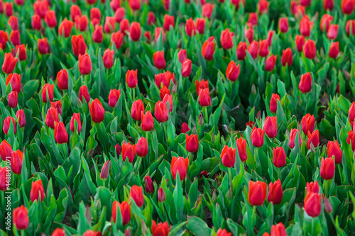 Obraz na płótnie Spring background with red tulips flowers. beautiful blossom tulips field. spring time. banner, copy space w salonie