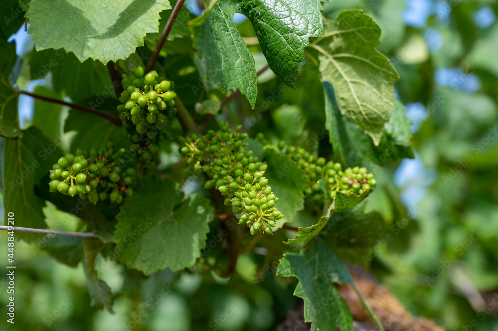 Young green grapes on grand cru and premier cru vineyards with rows of pinot noir grapes plants in Cote de nuits, making of famous red Burgundy wine in Burgundy region of eastern France. Young green grapes on grand cru and premier cru vineyards with rows of pinot noir grapes plants in Cote de nuits, making of famous red Burgundy wine in Burgundy region of eastern France.