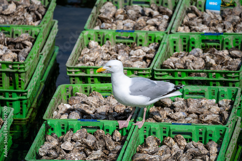 Seagull sitting on olastic boxes full of fresh creuse oysters on oyster farm in Yerseke, Zeeland, Netherlands photo