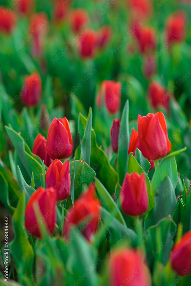 Spring background with red tulips flowers. beautiful blossom tulips field. spring time. banner, copy space