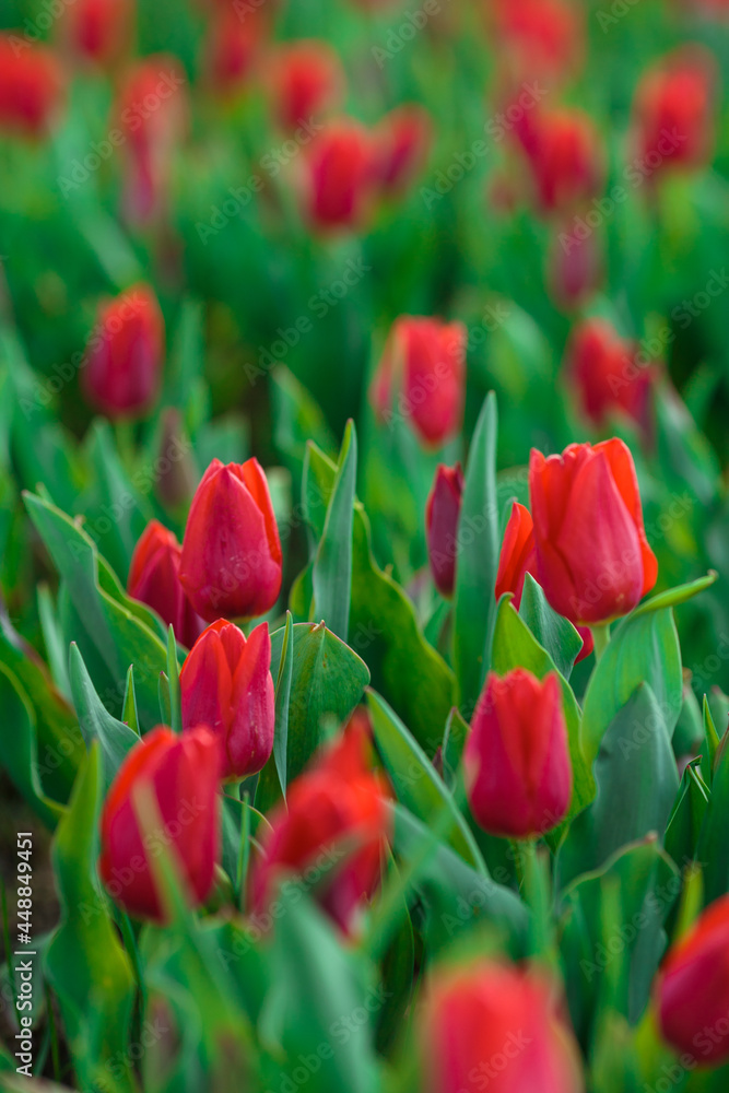 Spring background with red tulips flowers. beautiful blossom tulips field. spring time. banner, copy space