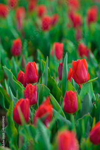 Obraz na płótnie Spring background with red tulips flowers. beautiful blossom tulips field. spring time. banner, copy space w salonie