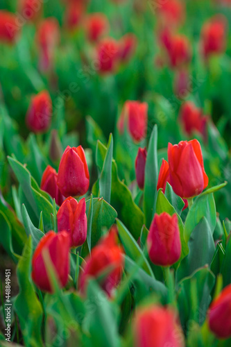 Obraz na płótnie Spring background with red tulips flowers. beautiful blossom tulips field. spring time. banner, copy space w salonie
