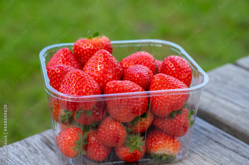 Red ripe Dutch strawberry, new harvest, ready to eat Red ripe Dutch strawberry, new harvest, ready to eat