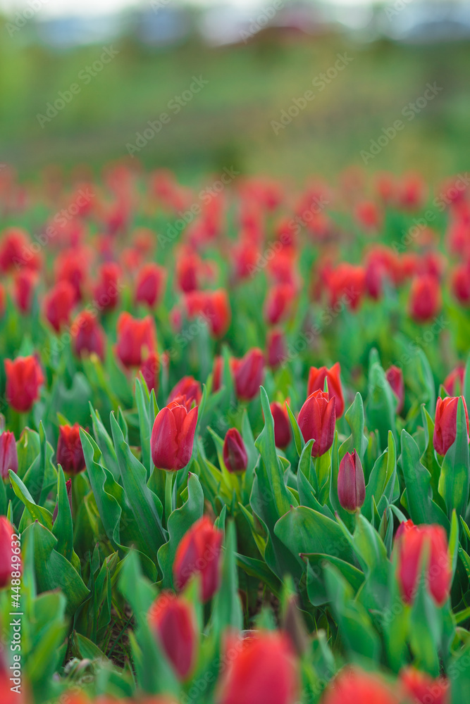 Spring background with red tulips flowers. beautiful blossom tulips field. spring time. banner, copy space