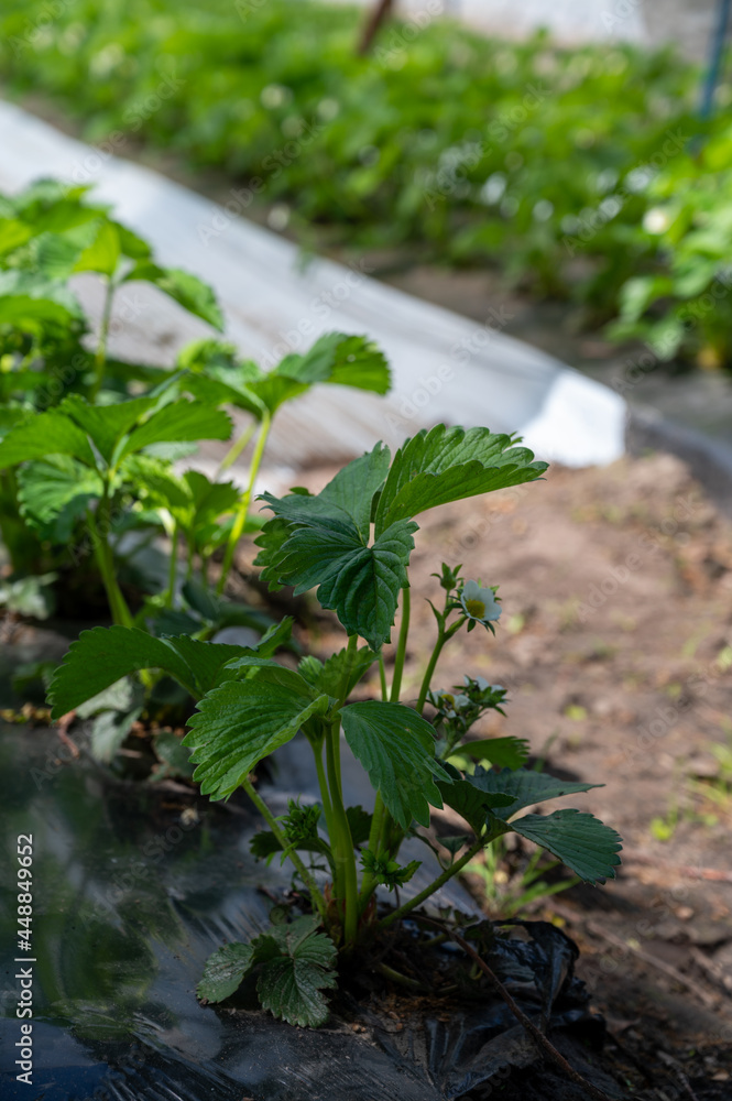 Plantations of blossoming strawberry plants growing in open greenhouse constructions covered with plastic film Plantations of blossoming strawberry plants growing in open greenhouse constructions covered with plastic film