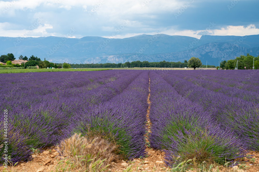Fototapeta premium Touristic destination in South of France, colorful lavender and lavandin fields in blossom in July on plateau Valensole, Provence.
