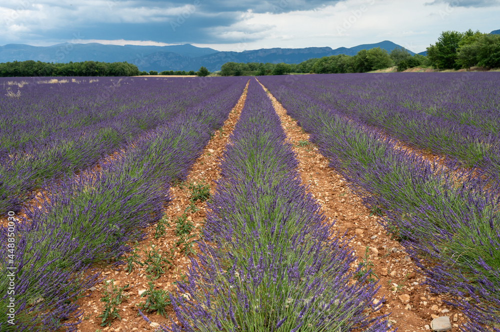 Obraz premium Touristic destination in South of France, colorful lavender and lavandin fields in blossom in July on plateau Valensole, Provence.