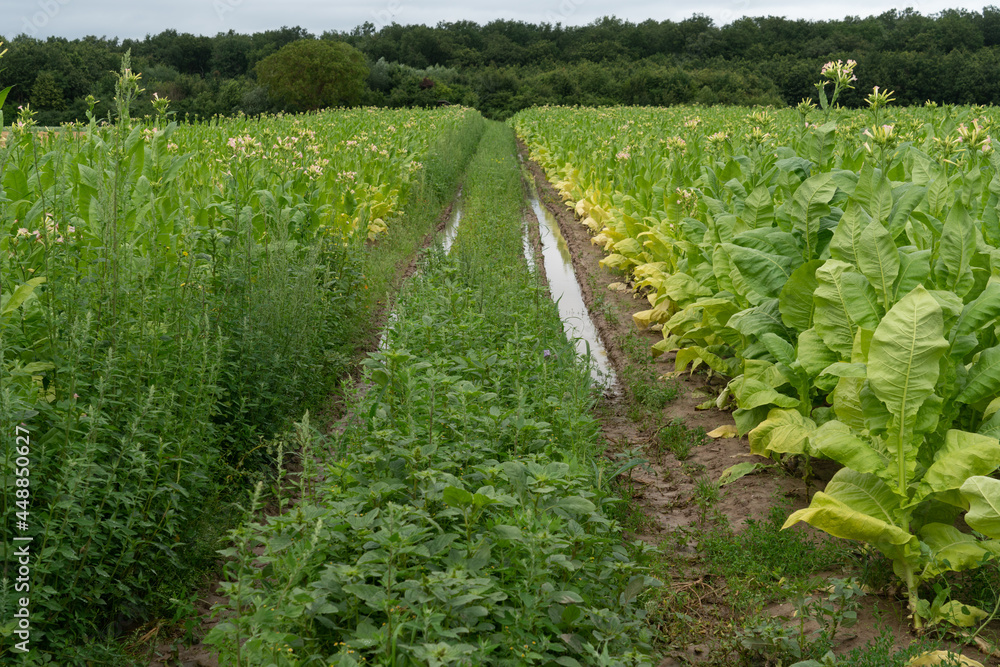 Naklejka premium Tabakpflanzen in der Pfalz