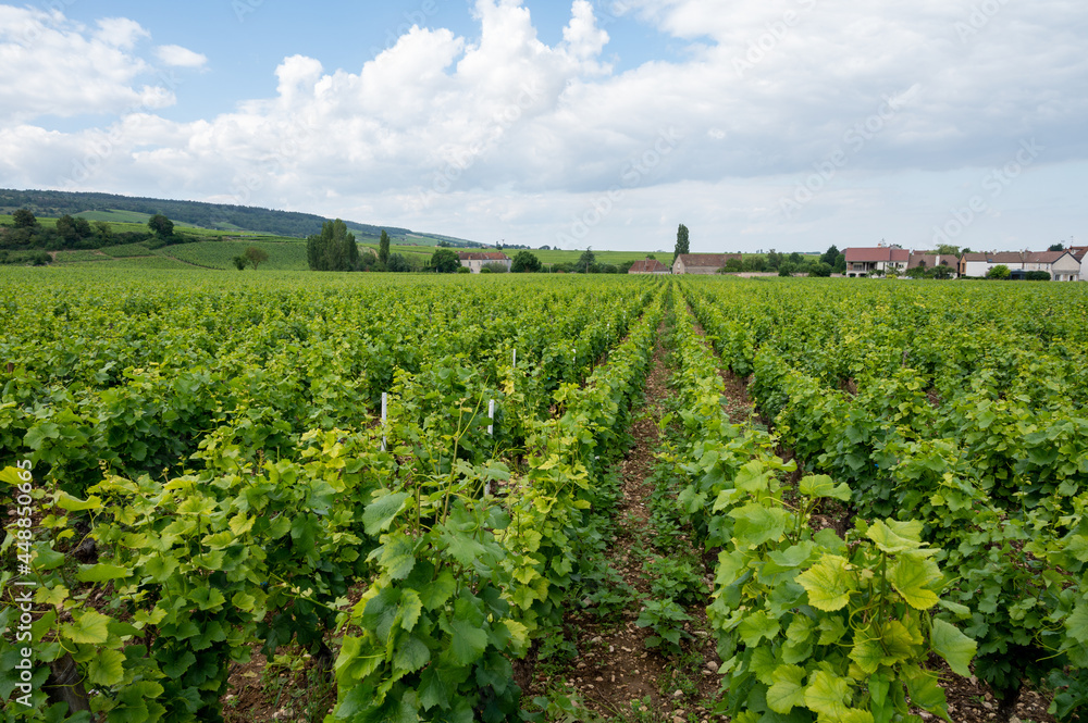 Green grand cru and premier cru vineyards with rows of pinot noir grapes plants in Cote de nuits, making of famous red Burgundy wine in Burgundy region of eastern France.