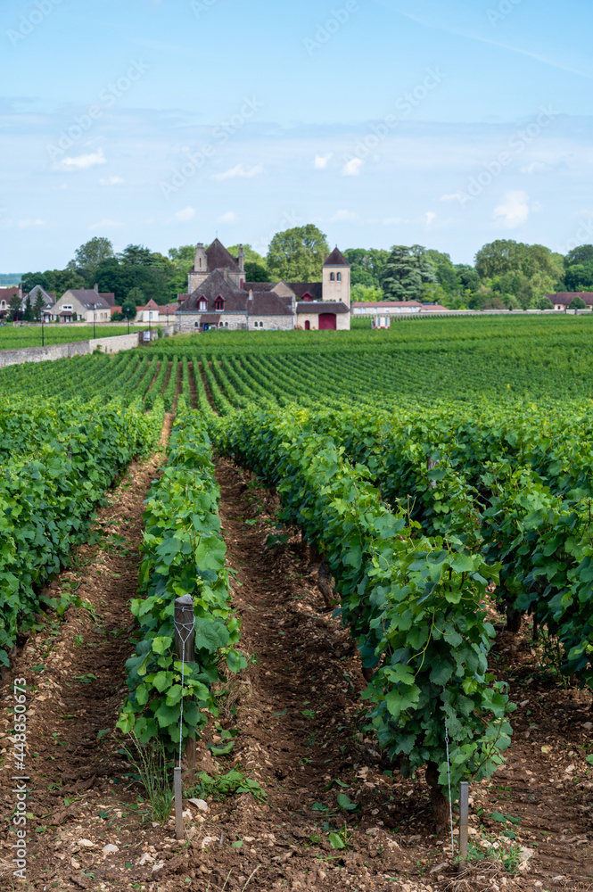 Green walled grand cru and premier cru vineyards with rows of pinot noir grapes plants in Cote de nuits, making of famous red Burgundy wine in Burgundy region of eastern France.
