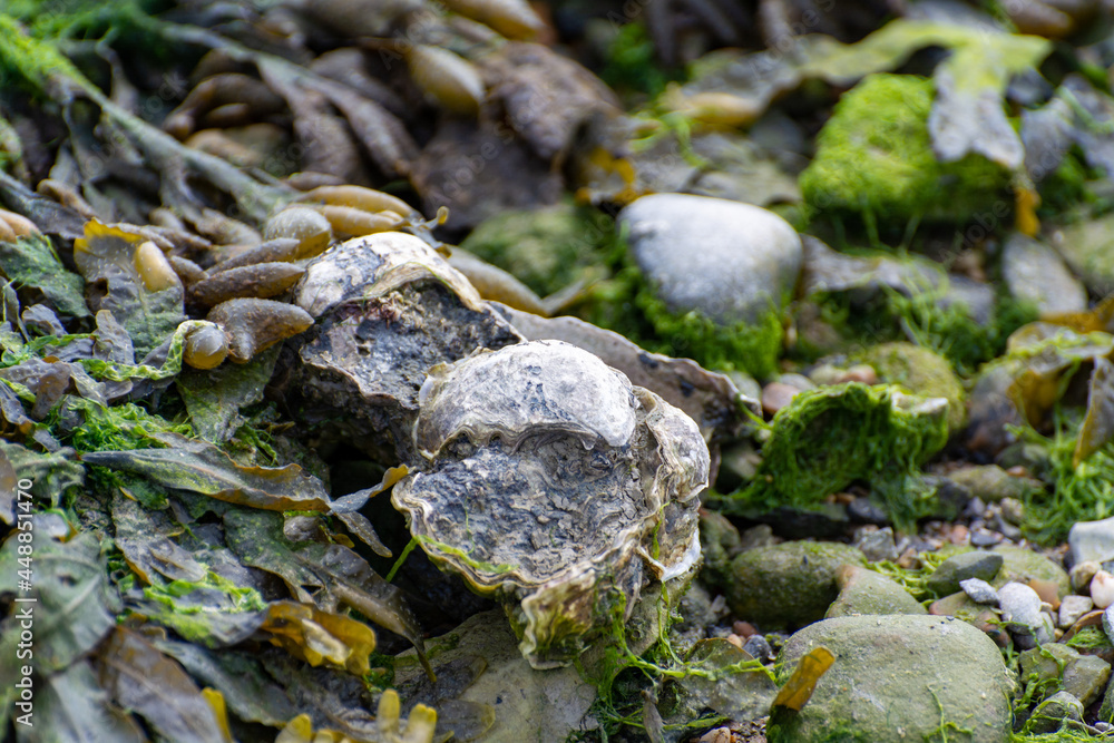 Wild creuse oysters shellfish growing on stones in salted water of Oesterschelde during low tide, Zeeland, Netherlands