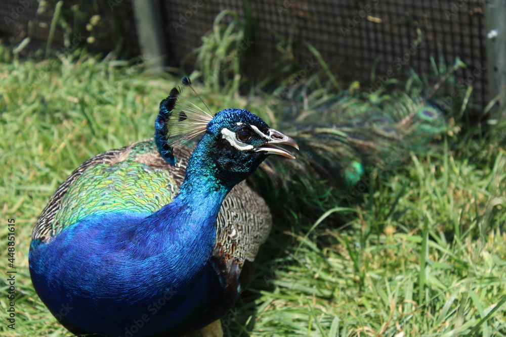 Fototapeta premium Peacock 1